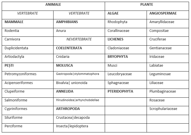 Table
